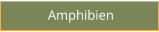 Amphibien