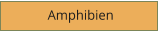 Amphibien