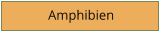 Amphibien