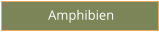 Amphibien