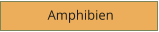 Amphibien